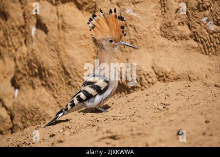 Neugierige wilde upupa-Epops mit erhobenem Kamm, die am Sommertag in der Wüste auf Sand in der Nähe von Sandsteinklippen sitzen Stockfoto