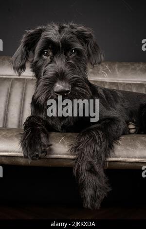 Ein vertikales Nahaufnahme-Porträt eines schwarzen Riesen-Schnauzer-Hundes, der auf einem Sofa liegt Stockfoto
