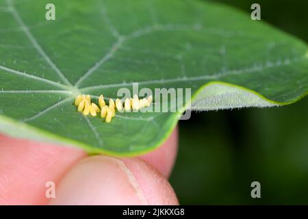 Großer oder kohlweißer Schmetterling, Pieris brassicae, Eier, die auf dem Nastutiumblatt in ungewöhnlichem individuellem Muster gelegt werden. Stockfoto