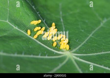 Großer oder kohlweißer Schmetterling, Pieris brassicae, Eier, die auf dem Nastutiumblatt in ungewöhnlichem individuellem Muster gelegt werden. Stockfoto