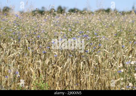 Anbau von Getreide mit zahlreichen Unkräutern. Stockfoto