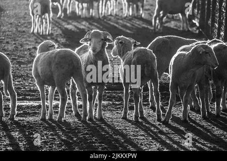 Eine Reihe von Schafen auf der Ranch in einer ländlichen Gegend Stockfoto