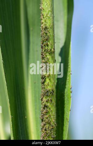 Befall der Getreideblatt-Blattlaus Rhopalosiphum maidis am Maisstiel. Stockfoto