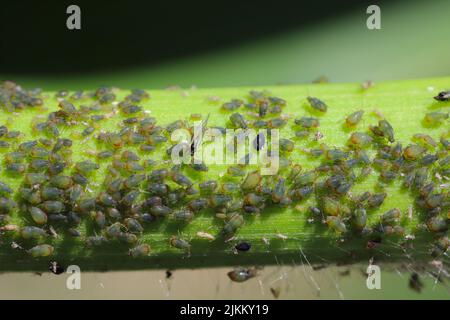 Befall der Getreideblatt-Blattlaus Rhopalosiphum maidis am Maisstiel. Stockfoto