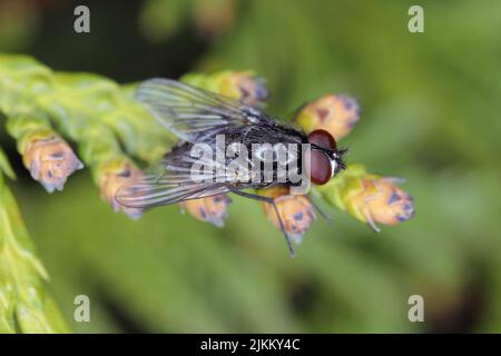 Eine Fliege, die auf einer grünen Pflanze sitzt. Stockfoto