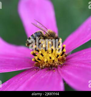 Eine Nahaufnahme einer Bienen, die auf der Crocus Vernus Blume bestäubt Stockfoto