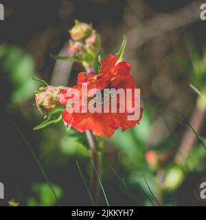 Eine Nahaufnahme einer roten geum-Pflanze mit ihren ungeblühten Blüten auf einem verschwommenen Hintergrund Stockfoto