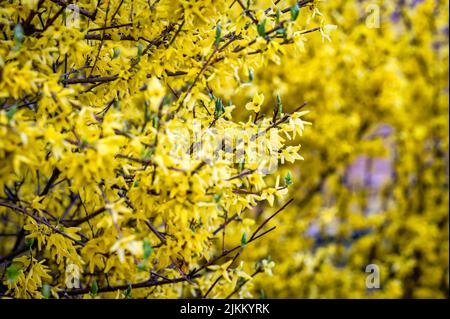 Ein Forsythia mittel - gelbe Blumensträuße des Frühlings . Schöne Blüte des Busches im Garten. Stockfoto