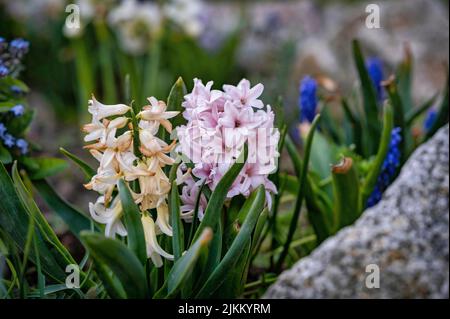 Ein großes Blumenbett mit großen bunten Hyazinthen, traditionelle schöne Frühling floralen Hintergrund Stockfoto
