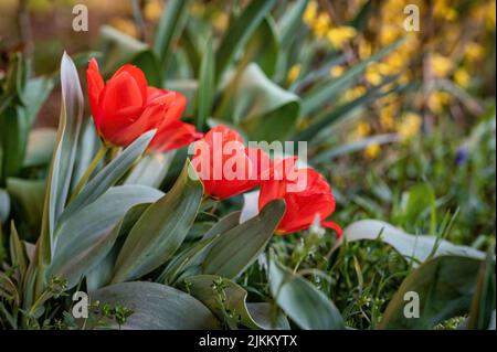 Eine selektive Aufnahme von bewundernswerten bunten Tulpen im Blumenfeld Stockfoto
