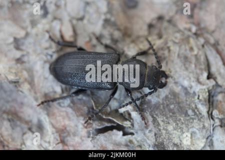 Longhorn-Käfer (Spondylis buprestoides) auf der Rinde eines Baumes. Stockfoto
