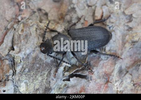 Longhorn-Käfer (Spondylis buprestoides) auf der Rinde eines Baumes. Stockfoto