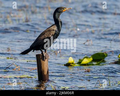 Ein Kormoran mit Doppeltürmen, der auf einem Hügel im Topsail Hill Preserve State Park steht Stockfoto