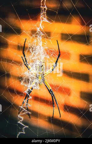 Argiope aurantia oder gewöhnliche Gartenspinne oder Zickzack-Spinne auf dem Netz vor der Ziegelwand - Nahaufnahme. Stockfoto