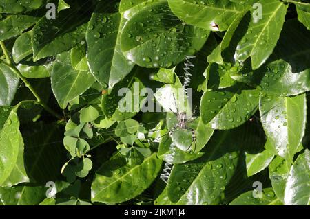 tiger Spinne, oder Wespenspinne. Gruselige männliche Spinne wartet in Lorbeer für Insekten zum Frühstück. Stockfoto