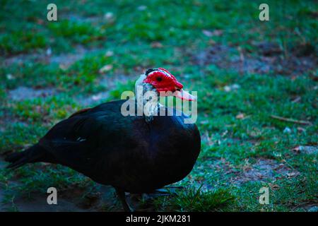 Eine selektive Fokusaufnahme der moskauer Ente (Cairina moschata) Stockfoto