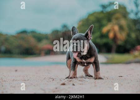 Eine niedliche französische Bulldogge auf dem Sand mit verschwommenem Hintergrund Stockfoto