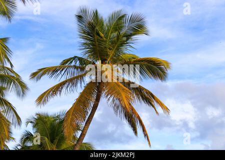 Eine Aufnahme einer wunderschönen Palme am Worthing Beach gegen den bewölkten Himmel Stockfoto