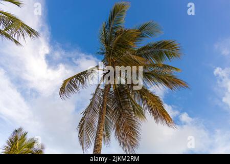 Eine Aufnahme einer wunderschönen Palme am Worthing Beach gegen den bewölkten Himmel Stockfoto