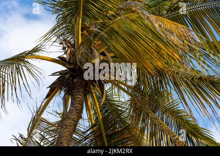 Eine Aufnahme einer wunderschönen Palme am Worthing Beach gegen den bewölkten Himmel Stockfoto