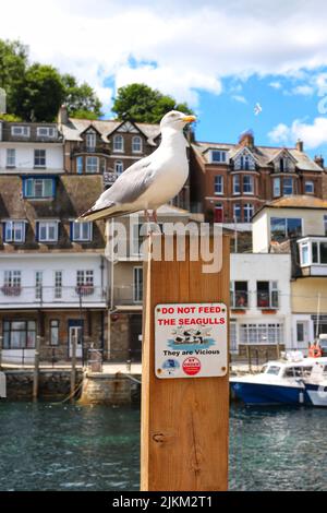 Schild, auf dem Besucher gewarnt werden, die Möwen nicht zu füttern, wobei eine Heringmöwe unbeirrt auf dem Pfosten sitzt Stockfoto