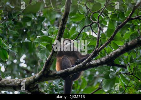 Ein Spinnenaffe sitzt auf einem Baumzweig im Manuel Antonio Nationalpark, Quepos, Costa Rica Stockfoto