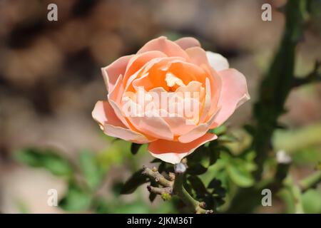 Eine Nahaufnahme einer schönen orangefarbenen Rose in einem Garten Stockfoto
