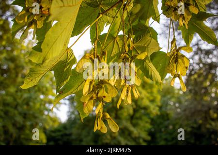 Fruits of Norway maple (Acer platanoides) in a park in late summer in the evening light Stockfoto