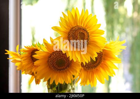Ein schöner Blumenstrauß aus Sonnenblumen in einer Glasvase am Fenster. Stockfoto