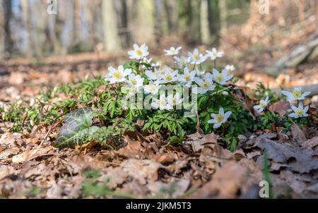 Holzanemone im Frühjahr im Wald Stockfoto