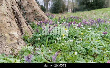 Frühlingsblumen im Park unter einem alten Baum Stockfoto