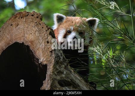 Nahaufnahme eines roten Pandas (Ailurus fulgens), der hinter einem Baum piepst Stockfoto