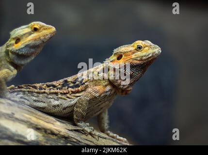 Nahaufnahme einer östlichen bärtigen Dracheneidechse (Pogona barbata) auf einem verschwommenen Hintergrund Stockfoto