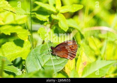 Schottischer Argus-Schmetterling Erebia aethiops im Cumbria-Naturschutzgebiet von Arnside Knoten, einer von nur zwei Standorten in England Stockfoto