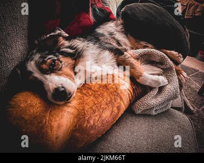 Ein süßer australischer Schäferhund, der mit einer Decke auf dem Sofa liegt Stockfoto