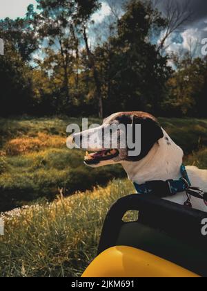 Eine vertikale Aufnahme von Jack Russell Terrier, der auf der Rückseite des Fahrrads auf dem Hintergrund von Bäumen sitzt Stockfoto