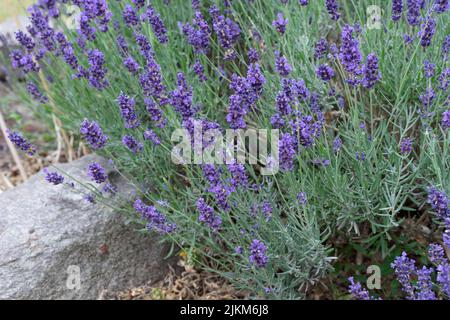 Blühender Lavendelbusch im Sommer Stockfoto