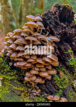 Eine Nahaufnahme von Honig-Agaren-Pilzen, die im Wald wachsen Stockfoto