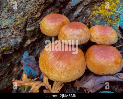 Eine Nahaufnahme von ziegelroten falschen Honigpilzen, die auf dem Felsen wachsen Stockfoto