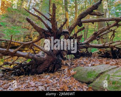 Ein gefallener Baum im Herbst im moosigen Wald Stockfoto