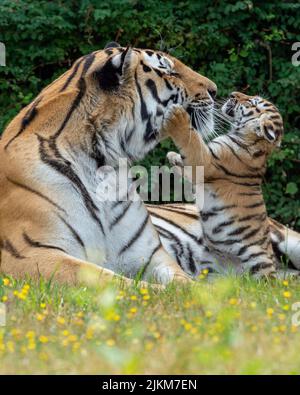 Eine vertikale Aufnahme eines Tigers, der mit seinen Nachkommen in einem Wald spielt Stockfoto