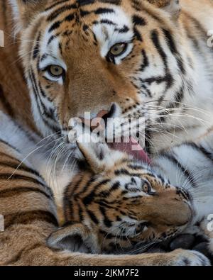 Eine vertikale Aufnahme eines wilden Tigers, der sein Junges leckt Stockfoto