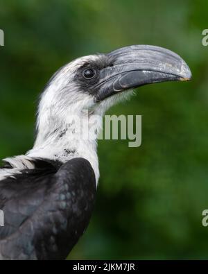 Eine vertikale Aufnahme von von von der Decken's Hornbill auf einem unscharfen Hintergrund Stockfoto