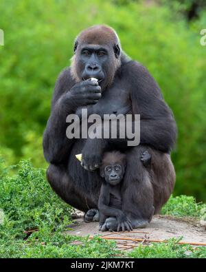 Eine vertikale Aufnahme eines Gorilla, der Banane frisst und das Baby in seinen Beinen versteckt Stockfoto