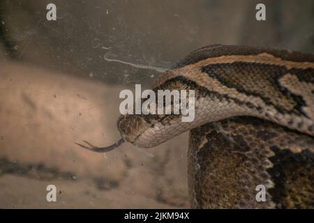 Eine Nahaufnahme einer Python-Molurus-Schlange, die sich mit der Zunge aus einem Glasaquarium geschwungen hat Stockfoto