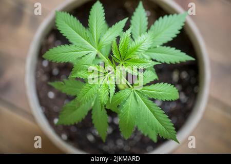 Eine Draufsicht auf die Cannabispflanze in einem Topf auf einem Holztisch Stockfoto