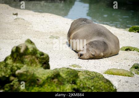 Eine wunderschöne Aufnahme eines Seelöwen, der am Strand auf den Galapagos-Inseln schläft Stockfoto