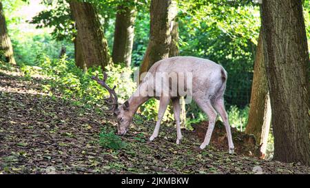 Weiße Hirsche in einem Laubwald isoliert. Tieraufnahme des Säugetiers. Entspannt und schön Stockfoto