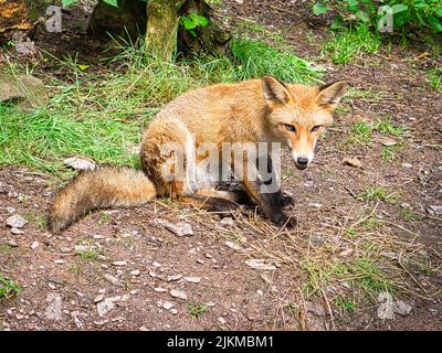 Fox in Nahaufnahme, der den Betrachter ansieht. Das Tier hat keine Angst und sieht interessiert aus. Tierschuss Stockfoto