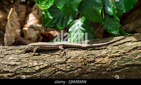 Eidechse auf einem Baumstamm im Wald beim Sonnenbaden. Tieraufnahme eines Reptils. Nahaufnahme des wilden Tieres Stockfoto